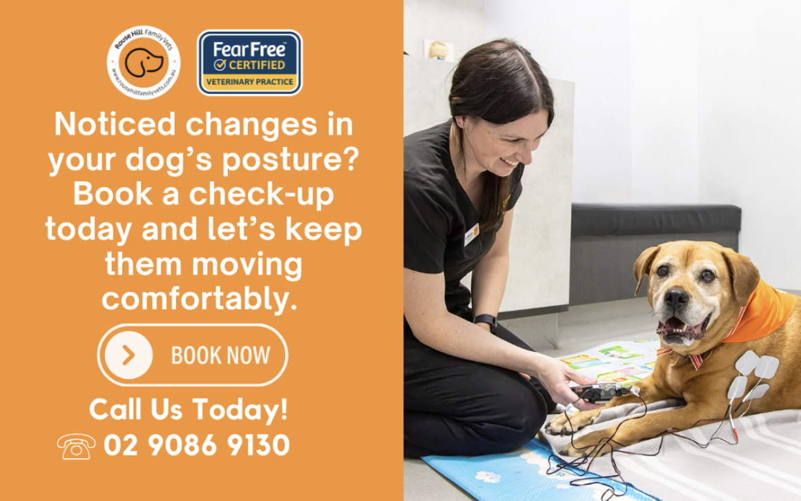 Your pets wellbeing and comfort come first